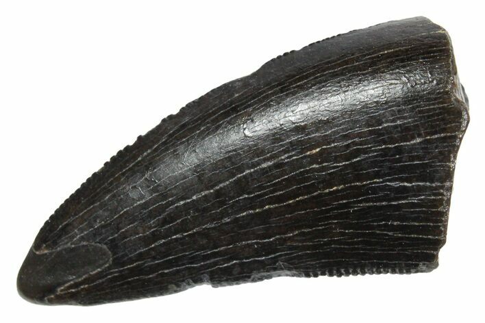 Serrated, Tyrannosaur (Nanotyrannus) Tooth - Montana #350406